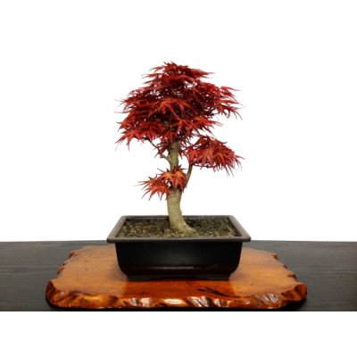 Photo1: Acer palmatum (Japanese Maple) / Seigen Momiji / Middle size Bonsai