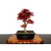 Photo1: Acer palmatum (Japanese Maple) / Seigen Momiji / Middle size Bonsai (1)