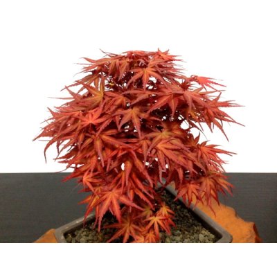 Photo3: Acer palmatum (Japanese Maple) / Seigen Momiji / Middle size Bonsai