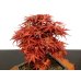 Photo3: Acer palmatum (Japanese Maple) / Seigen Momiji / Middle size Bonsai