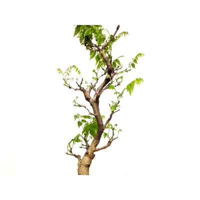 Photo7: Wisteria floribunda (Japanese Wisteria) / Fuji / Large size Bonsai 