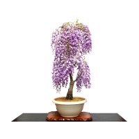 Wisteria floribunda (Japanese Wisteria) / Fuji / Large size Bonsai 