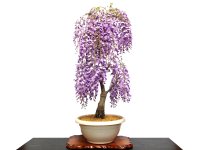 Wisteria floribunda (Japanese Wisteria) / Fuji / Large size Bonsai 