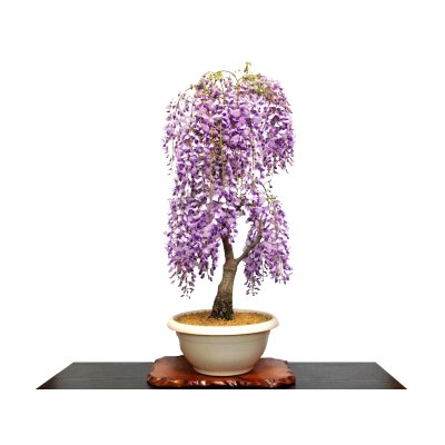 Photo1: Wisteria floribunda (Japanese Wisteria) / Fuji / Large size Bonsai 