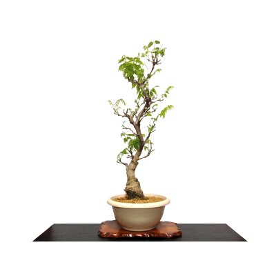 Photo3: Wisteria floribunda (Japanese Wisteria) / Fuji / Large size Bonsai 