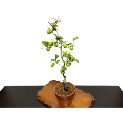 Photo8: Diospyros rhombifolia "Suzuhime", Ornamental Persimmons 