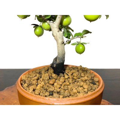 Photo5: Diospyros rhombifolia "Yokihi", Ornamental Persimmons 