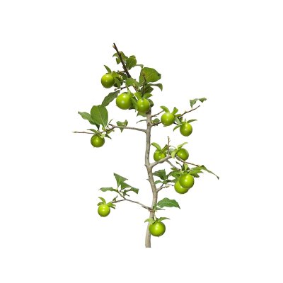 Photo4: Diospyros rhombifolia "Suzuhime", Ornamental Persimmons 