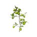 Photo4: Diospyros rhombifolia "Suzuhime", Ornamental Persimmons 