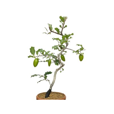 Photo8: Diospyros rhombifolia "Benifude", Ornamental Persimmons  