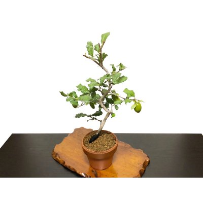 Photo7: Diospyros rhombifolia "Benifude", Ornamental Persimmons  