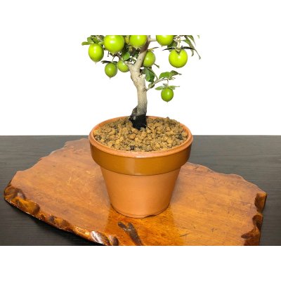 Photo6: Diospyros rhombifolia "Yokihi", Ornamental Persimmons 