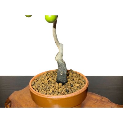 Photo5: Diospyros rhombifolia "Suzuhime", Ornamental Persimmons 