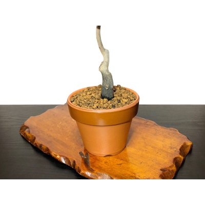 Photo6: Diospyros rhombifolia "Suzuhime", Ornamental Persimmons 