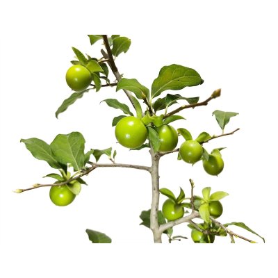 Photo3: Diospyros rhombifolia "Suzuhime", Ornamental Persimmons 