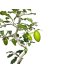 Photo2: Diospyros rhombifolia "Benifude", Ornamental Persimmons   (2)