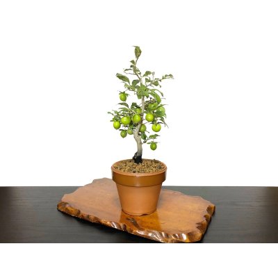 Photo7: Diospyros rhombifolia "Yokihi", Ornamental Persimmons 