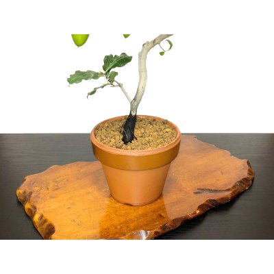 Photo6: Diospyros rhombifolia "Benifude", Ornamental Persimmons  