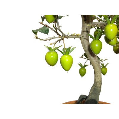 Photo5: Diospyros rhombifolia "Benihikari", Ornamental Persimmons