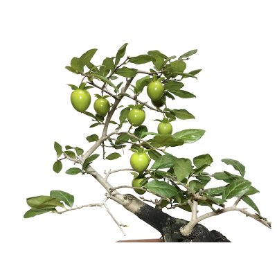 Photo4: Diospyros rhombifolia "Higyoku", Ornamental Persimmons