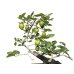 Photo4: Diospyros rhombifolia "Higyoku", Ornamental Persimmons