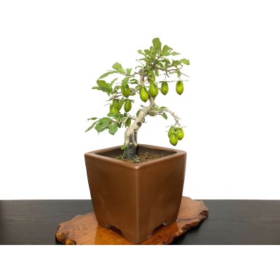 Photo8: Diospyros rhombifolia "Kibyoutan", Ornamental Persimmons