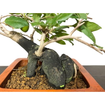 Photo6: Diospyros rhombifolia "Higyoku", Ornamental Persimmons