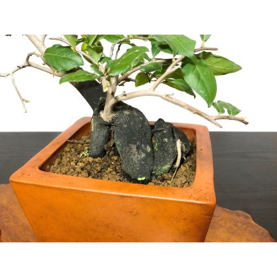 Photo7: Diospyros rhombifolia "Higyoku", Ornamental Persimmons