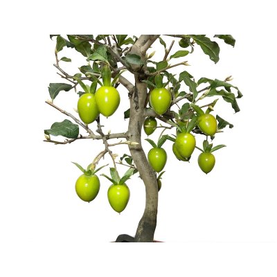 Photo4: Diospyros rhombifolia "Benihikari", Ornamental Persimmons