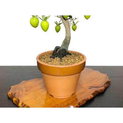 Photo6: Diospyros rhombifolia "Benihikari", Ornamental Persimmons