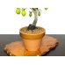 Photo6: Diospyros rhombifolia "Benihikari", Ornamental Persimmons
