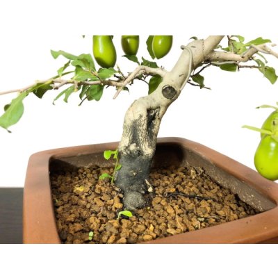 Photo6: Diospyros rhombifolia "Kibyoutan", Ornamental Persimmons