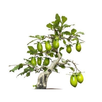 Photo4: Diospyros rhombifolia "Kibyoutan", Ornamental Persimmons