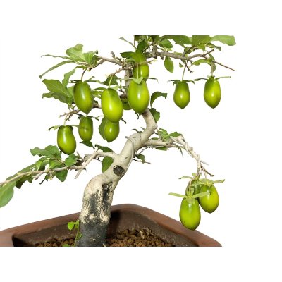 Photo5: Diospyros rhombifolia "Kibyoutan", Ornamental Persimmons