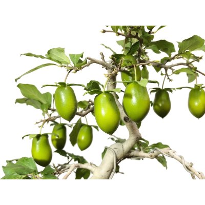 Photo3: Diospyros rhombifolia "Kibyoutan", Ornamental Persimmons