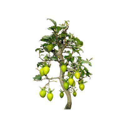 Photo8: Diospyros rhombifolia "Benihikari", Ornamental Persimmons