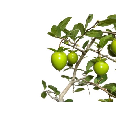 Photo3: Diospyros rhombifolia "Higyoku", Ornamental Persimmons