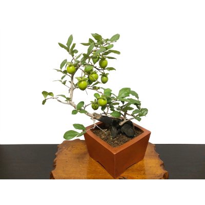 Photo8: Diospyros rhombifolia "Higyoku", Ornamental Persimmons