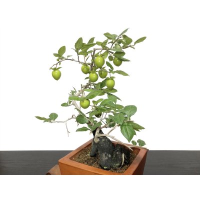 Photo5: Diospyros rhombifolia "Higyoku", Ornamental Persimmons