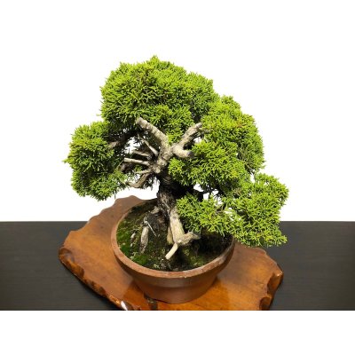 Photo7: Juniperus chinensis, Japanese Juniper / Shimpaku / Middle size Bonsai 