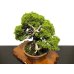 Photo7: Juniperus chinensis, Japanese Juniper / Shimpaku / Middle size Bonsai 