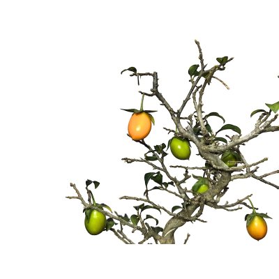 Photo4: Diospyros rhombifolia, Ornamental Persimmons / Small size Bonsai 