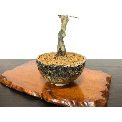 Photo7: Diospyros rhombifolia, Ornamental Persimmons / Small size Bonsai 