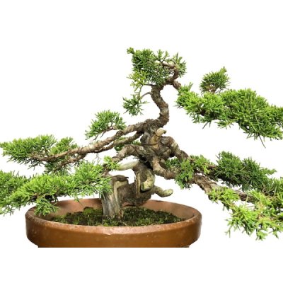 Photo6: Juniperus chinensis, Japanese Juniper / Shimpaku / Middle size Bonsai 