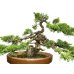 Photo6: Juniperus chinensis, Japanese Juniper / Shimpaku / Middle size Bonsai 