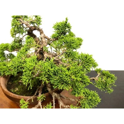 Photo7: Juniperus chinensis, Japanese Juniper / Shimpaku / Middle size Bonsai 