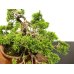 Photo7: Juniperus chinensis, Japanese Juniper / Shimpaku / Middle size Bonsai 