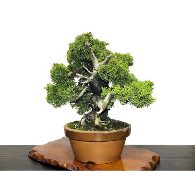 Photo4: Juniperus chinensis, Japanese Juniper / Shimpaku / Middle size Bonsai 