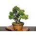 Photo4: Juniperus chinensis, Japanese Juniper / Shimpaku / Middle size Bonsai 