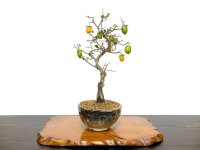 Diospyros rhombifolia, Ornamental Persimmons / Small size Bonsai 